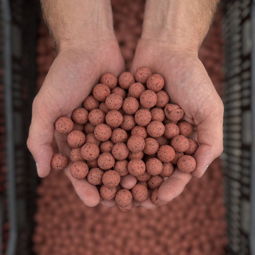 Sweet Pink Mussel Boilies